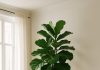15 Balcony Plants Perfect for Creating a Lush Indoor Jungle